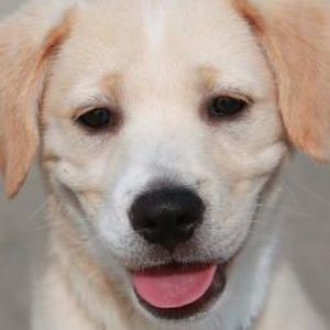 Meet your Posher, Robin